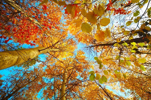 podzim-stromy-107793254_denik-630.jpg